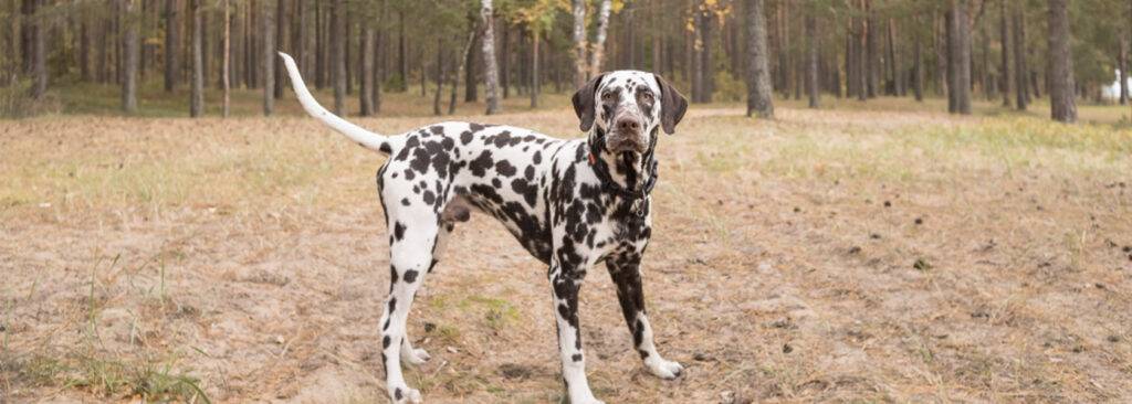 dalmata caracter - Cómo son los perros de raza Dálmata