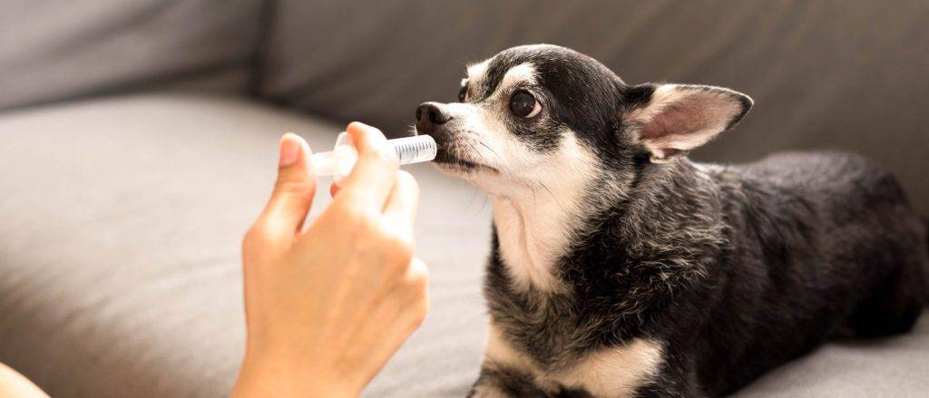 dalsy para perros - Cómo administrar Dalsy a perros y sus efectos secundarios