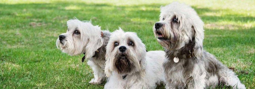 dandi dinmont terrier - Has oído hablar del Dandie Dinmont Terrier