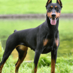 De dónde proviene la raza de perros Doberman