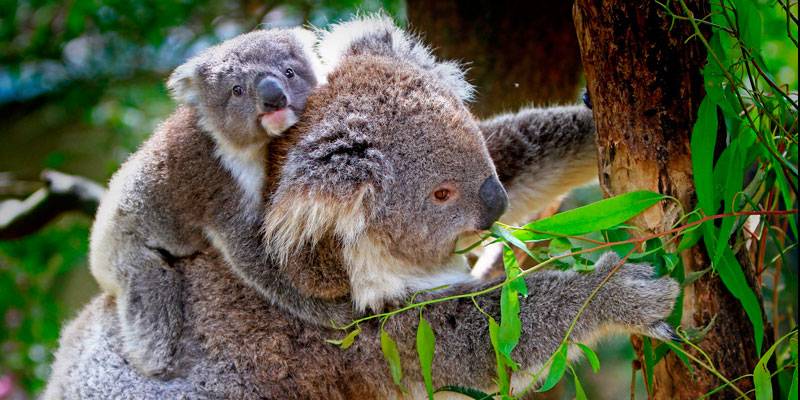 de donde son los koalas - Dónde viven los koalas Conoce su hábitat en este mapa