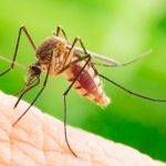 Cuál es la alimentación de los mosquitos