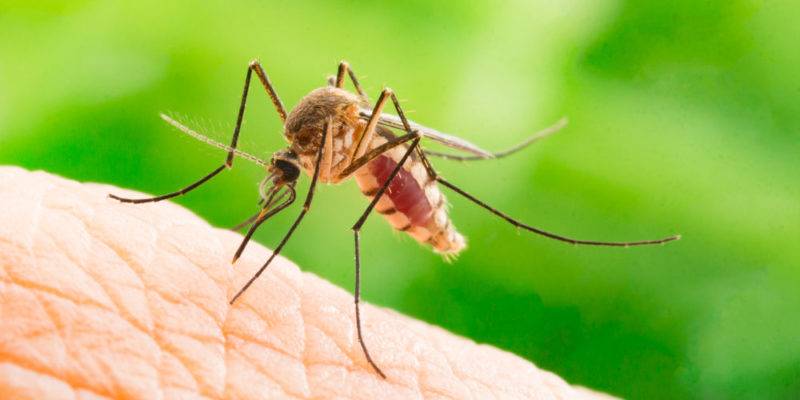 de q se alimentan los mosquitos - Cuál es la alimentación de los mosquitos