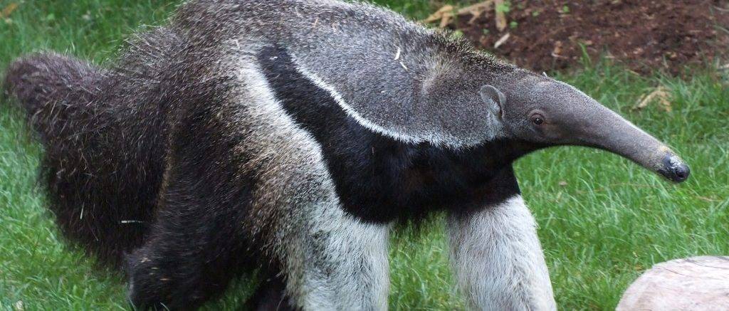 de que se alimenta el oso hormiguero 1 - Qué tipo de alimentos consume el oso hormiguero