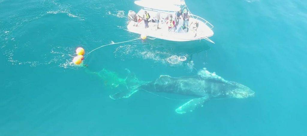 de que se alimenta la ballena jorobada - Cómo se alimenta la ballena jorobada en su hábitat marino