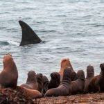 Cuál es la alimentación de las orcas en su hábitat natural