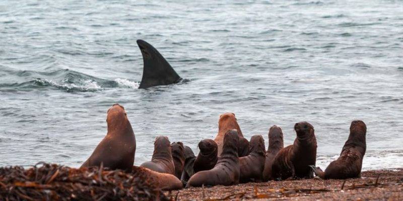 de que se alimentan las orcas - Cuál es la alimentación de las orcas en su hábitat natural