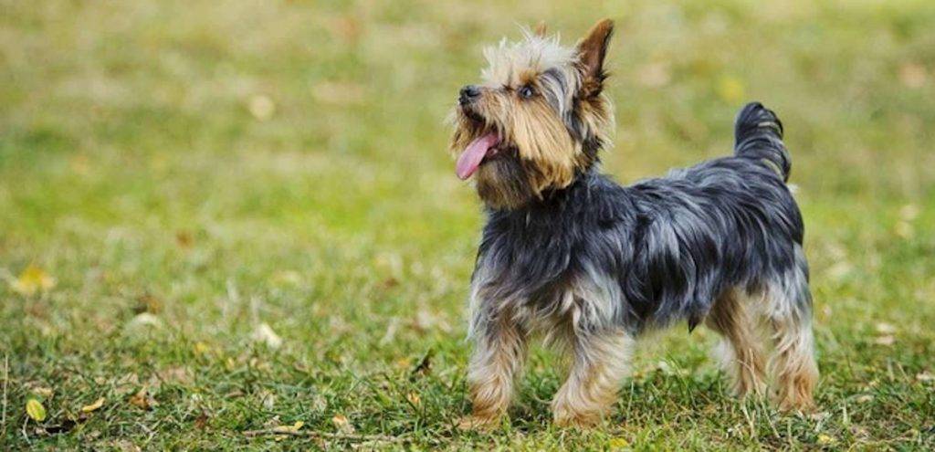 de que suelen morir los yorkshire - Qué enfermedades suelen sufrir los Yorkies ancianos