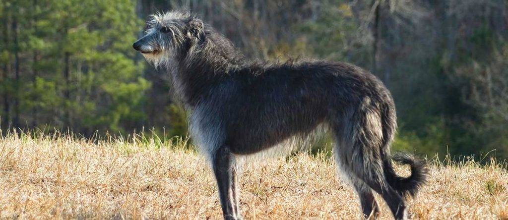 deerhound - Conoces al lebrel escocés, el galgo más grande del mundo