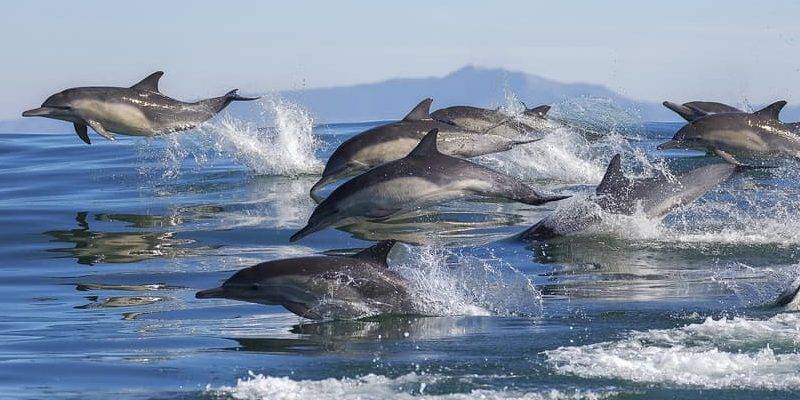 delfin donde vive - En qué hábitats viven los delfines en libertad