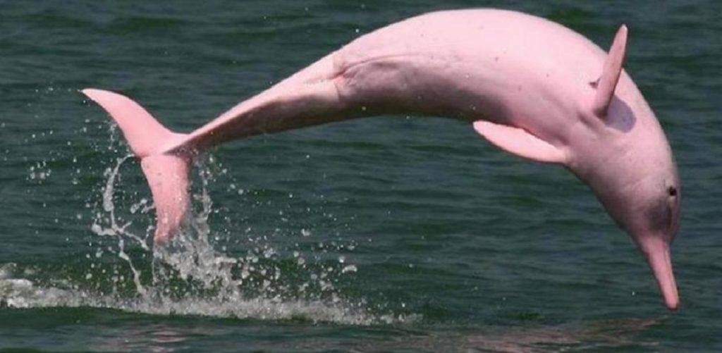 delfin rosado donde vive - Dónde vive el delfín rosado en la naturaleza