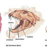 Cómo es la anatomía dental de las vacas