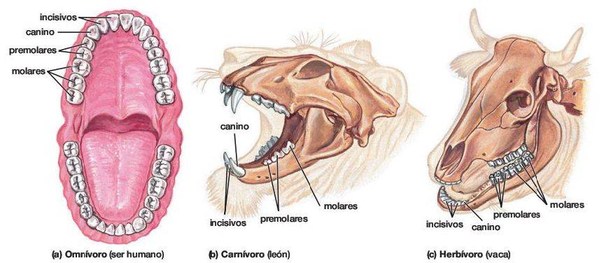 dentadura de la vaca - Cómo es la anatomía dental de las vacas