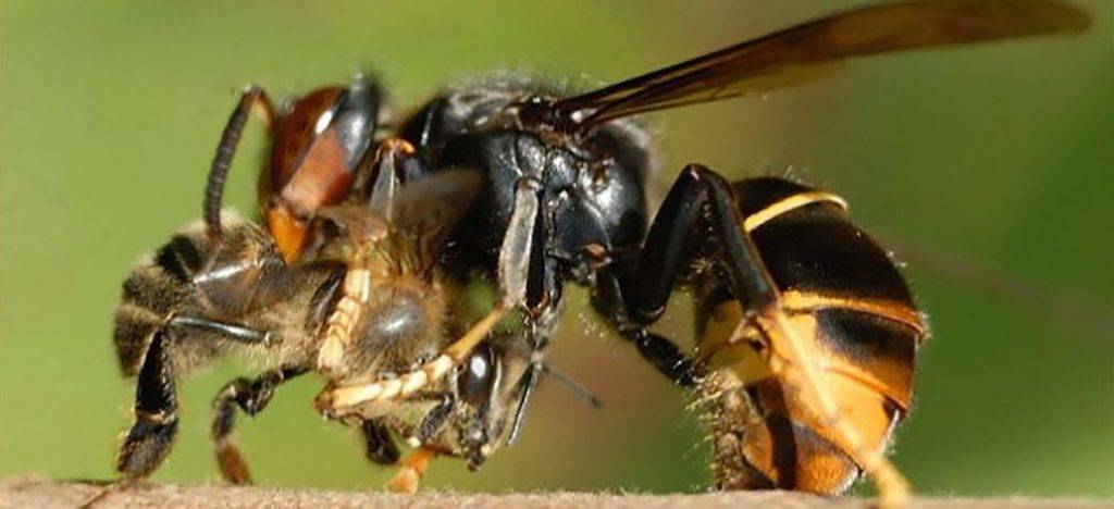 depredador avispas - Cuáles son los depredadores y enemigos de avispas y abejas