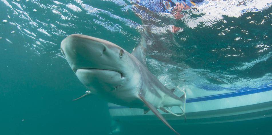 depredadores marinos - Cuáles son los depredadores marinos más impresionantes