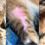 Cómo tratar la dermatitis en gatos de forma natural