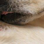 Qué tratamiento y síntomas tienen las dermatitis en perros