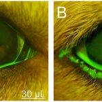 Derrame en ojo de perro: Causas y tratamiento adecuado