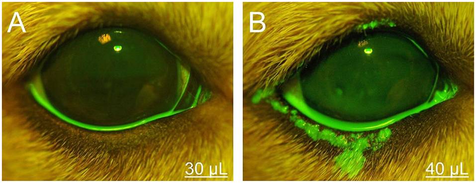 derrame ojo perro - Derrame en ojo de perro: Causas y tratamiento adecuado