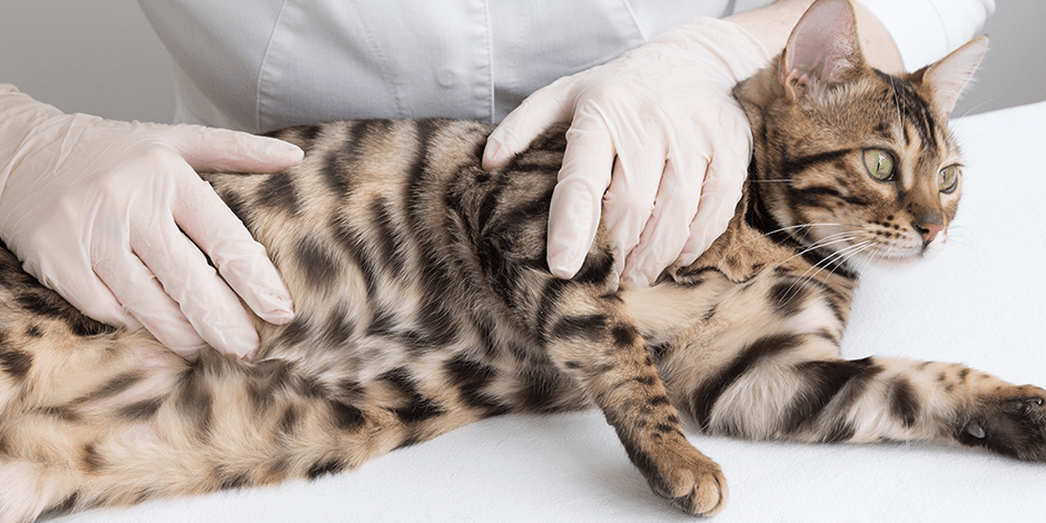 despues de castrar un gato cuando deja de marcar territorio - Cómo evitar que un gato esterilizado marque territorio en casa