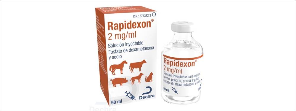 dexa perros - Dexametasona en perros: dosis, usos y efectos secundarios