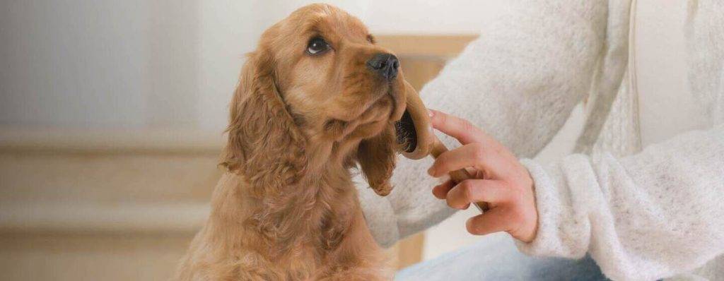 diarrea con moco en perros - Cómo tratar a un perro con diarrea y presencia de moco