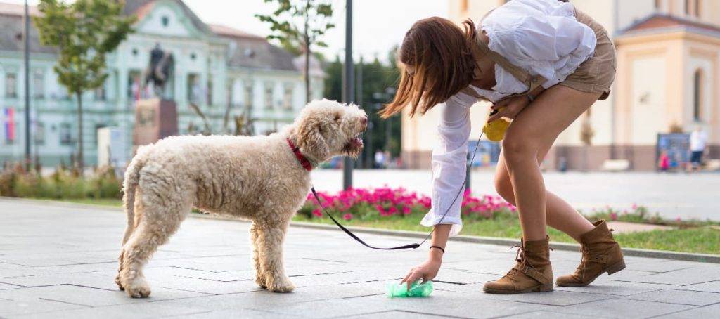 diarrea con sangre en perros ancianos - Diarrea con sangre en perros mayores: causas y acciones a tomar