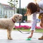 Diarrea con sangre en perros mayores: causas y acciones a tomar