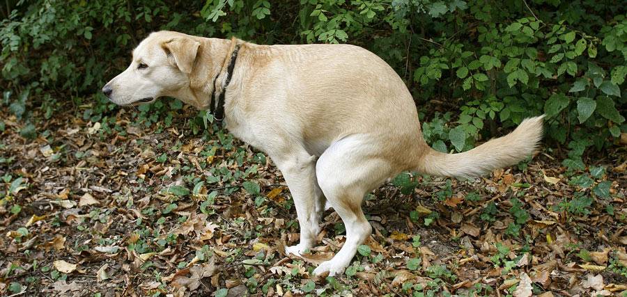 diarrea con sangre en perros remedios caseros - Cómo aliviar diarrea con sangre en perros de manera natural