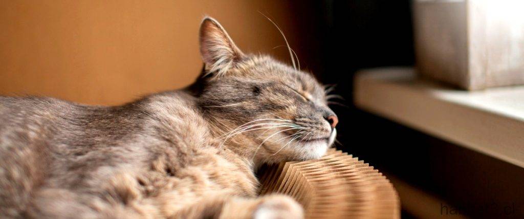 diazepam para dormir gatos - Cómo usar diazepam en gatos para dormir y riesgos