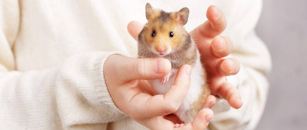 diente de hamster - Cómo garantizar una buena salud dental en tu hámster