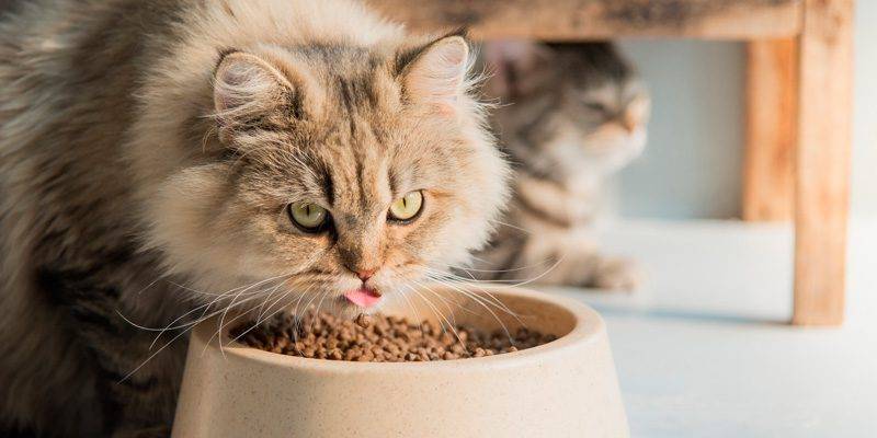 dieta casera para gatos con problemas hepaticos 1 - Cómo alimentar un gato con problemas hepáticos en casa