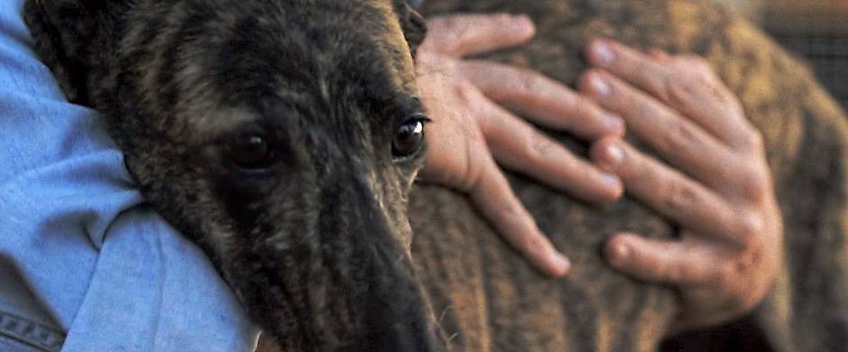 diferencia entre galgo y podenco - Diferencias entre Galgo y Podenco: Cuáles Son