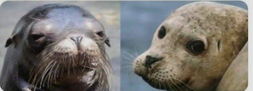 diferencia entre leon marino y lobo marino - Cómo se comparan lobos y leones marinos en imágenes