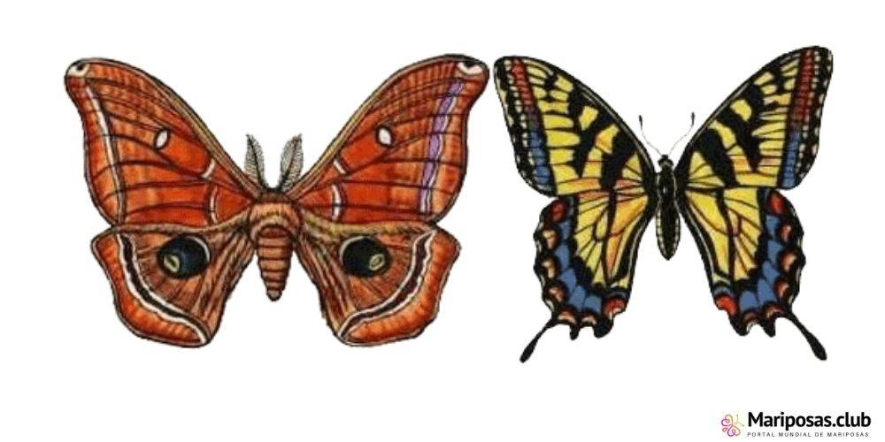 diferencia entre mariposa y polilla - Cuáles son las diferencias entre mariposas y polillas