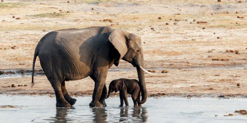 diferencia entre viviparo y mamifero - Cuál es la diferencia entre vivíparos y mamíferos