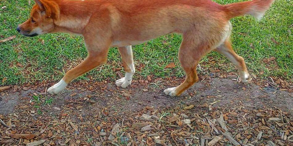 dingo australiano en espana - Se puede tener un dingo australiano como mascota en España