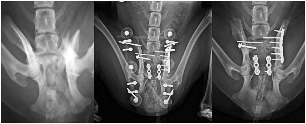 discoespondilitis - Discoespondilitis en perros: síntomas, causas y tratamiento