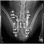 Discoespondilitis en perros: síntomas, causas y tratamiento