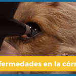 Qué es la distiquiasis en los perros y cómo se trata