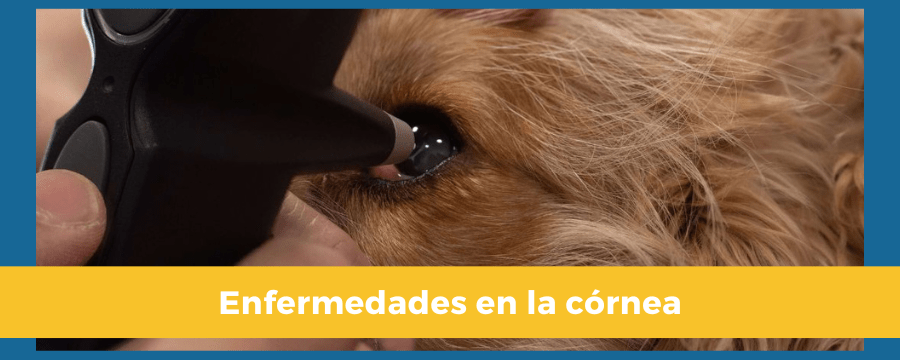 distiquiasis en perros - Qué es la distiquiasis en los perros y cómo se trata