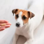 Furosemida en perros: dosis y contraindicaciones