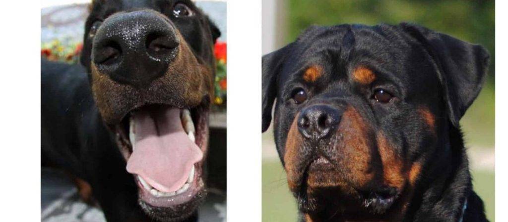 doberman and rottweiler - Diferencias entre Doberman y Rottweiler: Características y comparativa