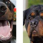 Diferencias entre Doberman y Rottweiler: Características y comparativa