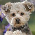 Encantador Yorkie Poo: Conoces esta mezcla de Yorkshire Terrier y Poodle