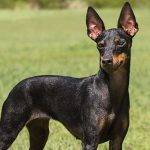 Características del Manchester Terrier Miniatura