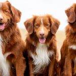 Cuidados del perro Nova Scotia Duck Tolling Retriever