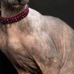 Qué características tiene el Gato DON SPHYNX o DONSKOY