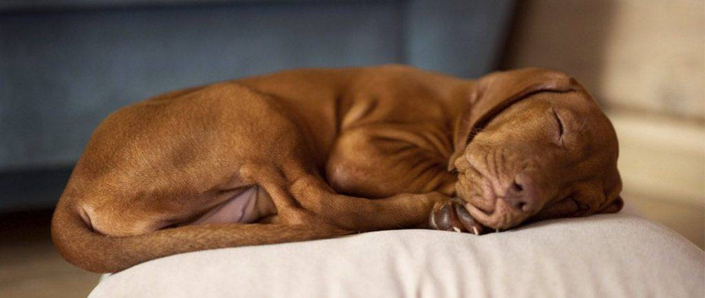 donde debe dormir el perro - Dónde debe dormir un perro por las noches