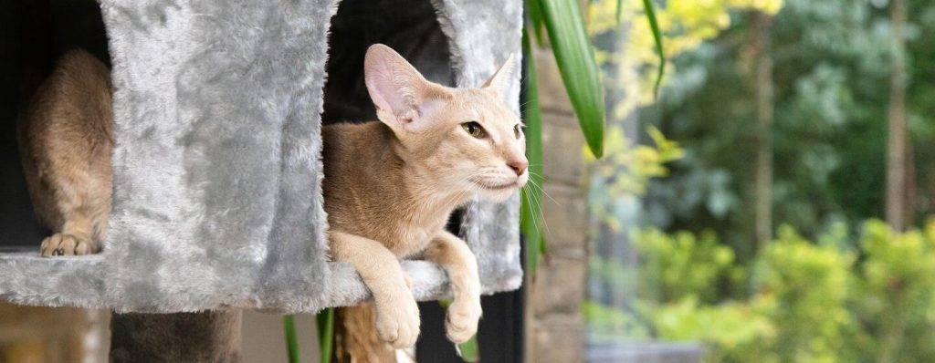 donde dejar al gato por la noche - Dónde dormiría un gato Es malo encerrarlo por la noche